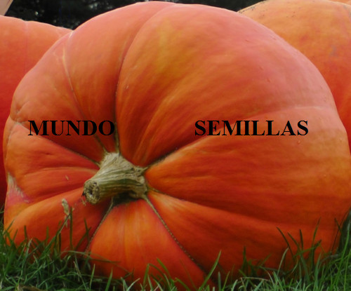 Zucca gigante atlantica