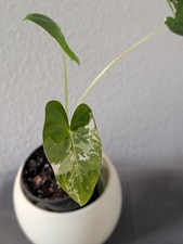 Pianta alocasia macrorrhiza - di,