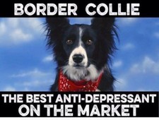  Border Collie  dog