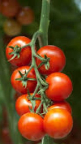 Pomodoro ciliegino grappolo - pomodoro,
