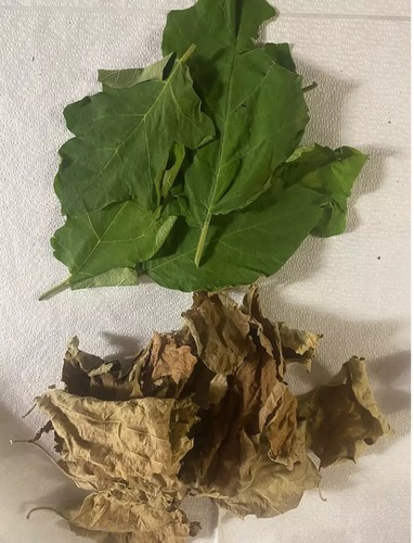 Dried turkey berry leaf leaves - dried,