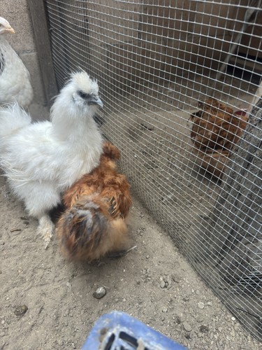 Uova pollo fertili in - 6, di