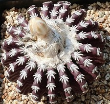 Discocactus horstii SEEDS - 991 - SEMI di Cactus Raro