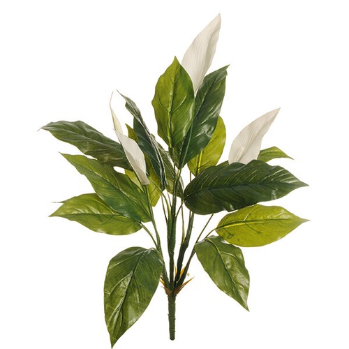 Pianta spathiphillum - pianta,