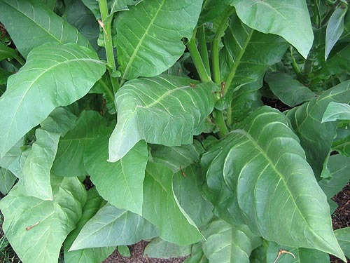 Semi tabacco pergeu brazil - semi, di