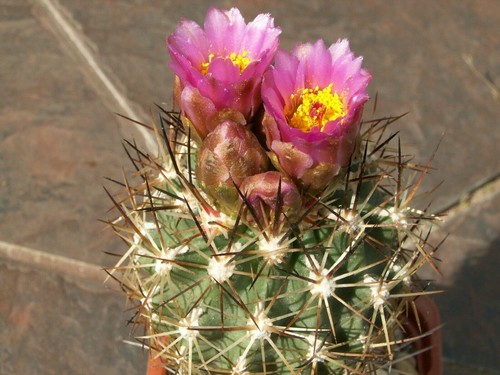 Sclerocactus wetlandicus - , am