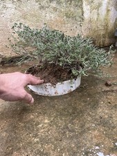 Timo.  Macchia Mediterranea