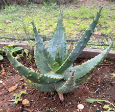 ALOE FEROX - PIANTA DA