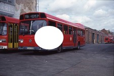 London Transport Bus Colour