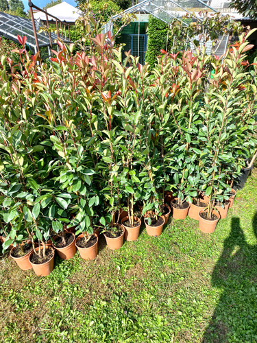 Photinia red robin - red, 1m