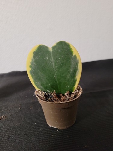 Hoya kerrii variegata - , a