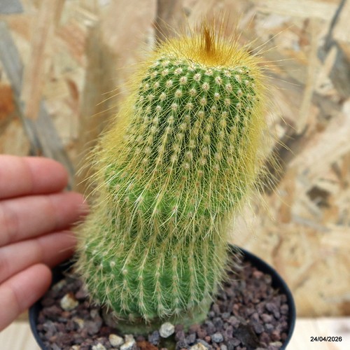 Notocactus leninghausii vaso - notocactus,
