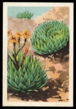 Tobacco Card, Westminster