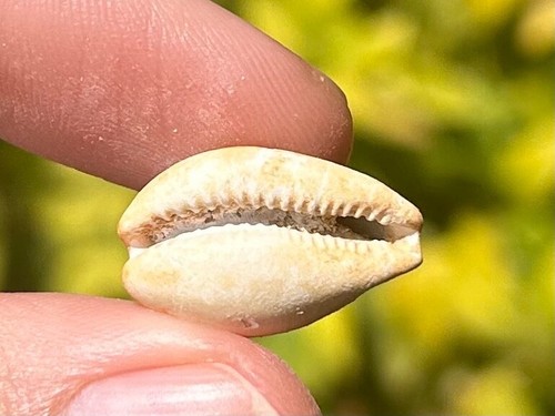 Australia fossil cowrie - fossil,