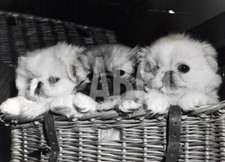 Foto vintage Cani, 1956, Cuccioli di cane pechinese, Stampa 21 x 15 cm