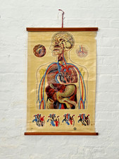 Vintage Anatomy Wall Chart – Human Body Canvas Poster 57x86cm – M. Fleck Medical