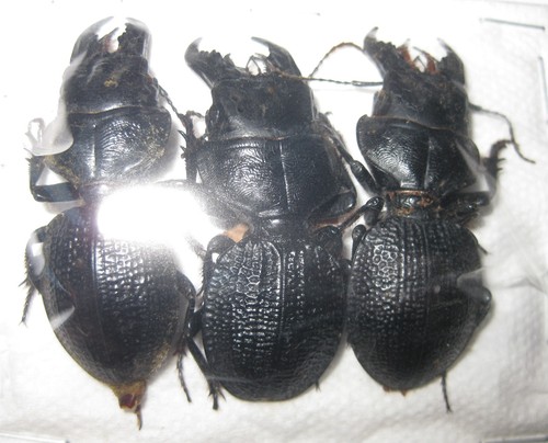Carabidae crepidopterus - carabidae, 3