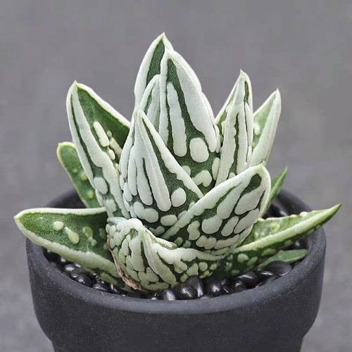 Pianta succulenta cm - pianta, 5