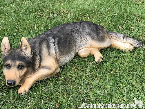Large laying german - laying,
