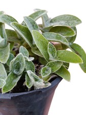 pianta vera di Tradescantia