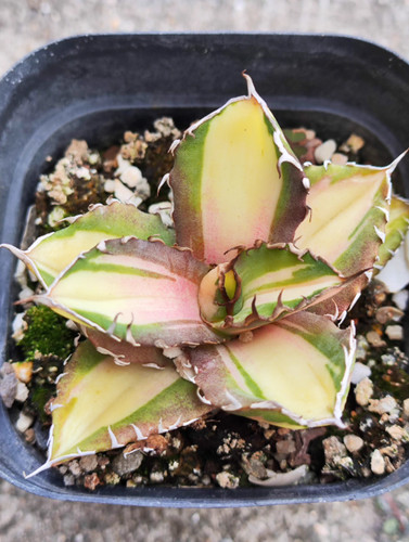 Agave potatorum var