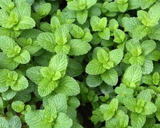 Piantine aromatiche basilico - aromatiche,