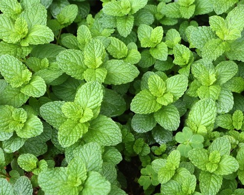 Piantine aromatiche basilico - aromatiche,