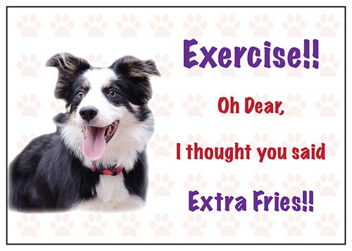 Funny border collie dog vinyl - funny,