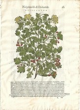 Stampa antica MATTIOLI