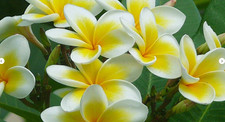 10 semi mix di PLUMERIA