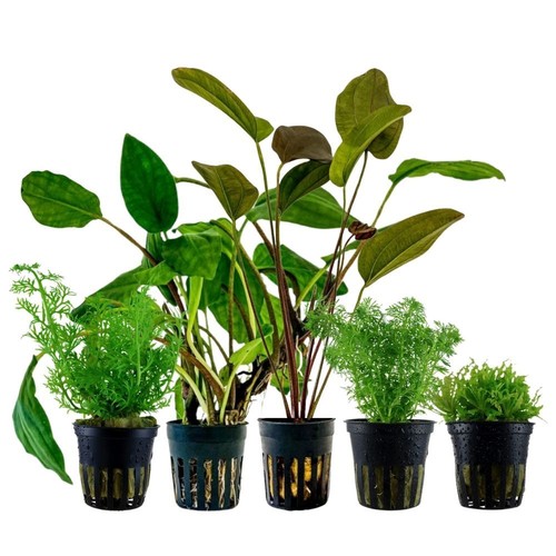 Set piante con vaso per - piante,