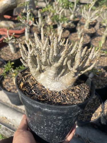 Adenium obesum bonsai di - obesum,