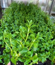 2 piante di Limnophila