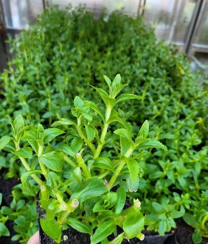 Piante limnophila - piante,