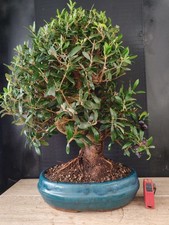 bonsai  olivo  h 59 cm visita