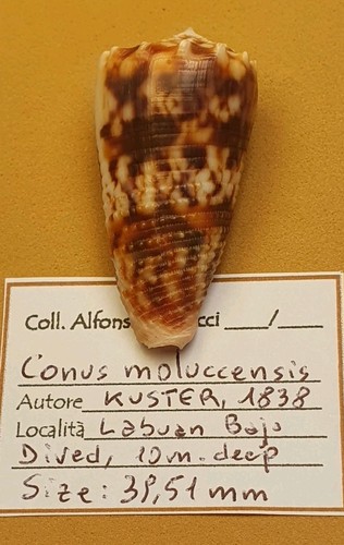 Conus moluccensis - conus,