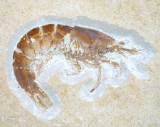 Malm Acanthochirana sp