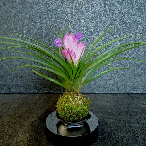 Kokedama tillandsia - di,