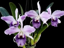 Cattleya Mishima Elfo 'Blu'