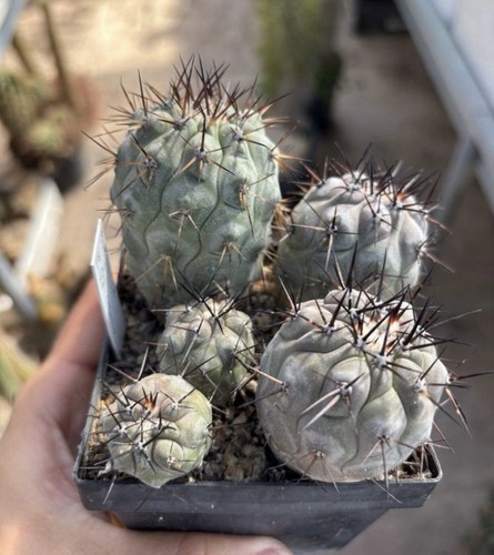Cactus copiapoa cinerea - copiapoa,