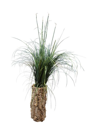 Vaso terra corteccia - vaso,