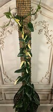 Monstera Standleyana 'Albo