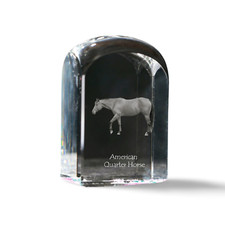 Americani Quarter Horse - Cubi