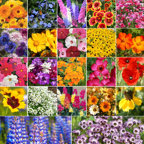 Birds bees butterflies - bees,, 22