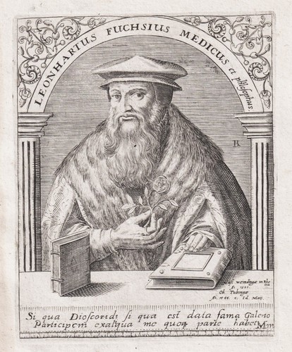Leonhart fuchs medico - fuchs, botanico