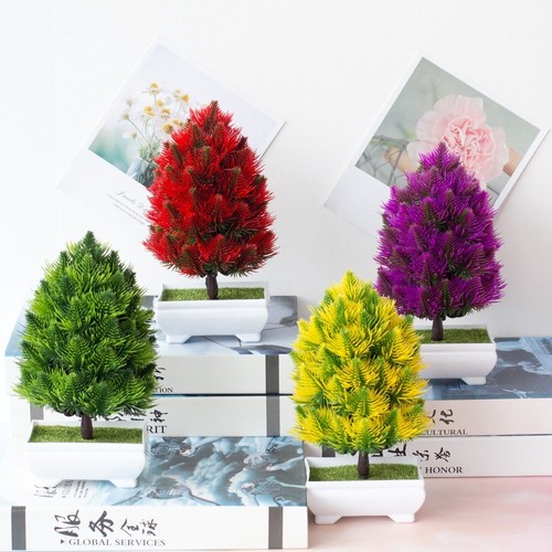 Pianta bonsai pino - bonsai, di