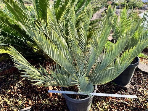 Encephalartos middelburgensis