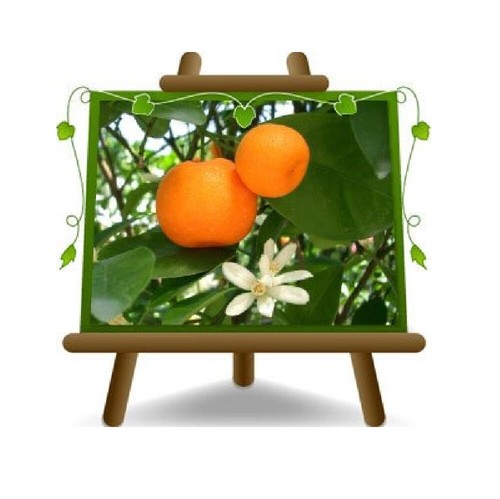 Agrumi mandarino citrus - agrumi,