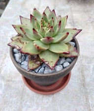 ECHEVERIA AGAVOIDES SIRIUS (12 cm) pianta succulenta / NO SEMI