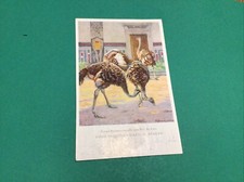 Germania Emu Ai Giardini